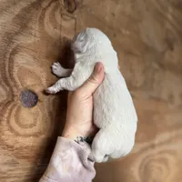 Wendy, a female Great Pyrenees for sale in Alma, GA – Photo 3 of 7
