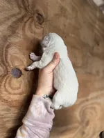 Wendy, a female Great Pyrenees for sale in Alma, GA – Photo 2 of 5