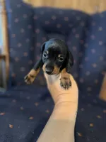 Mr Weiner , a male Miniature Dachshund for sale in Alma, GA – 2 of 4