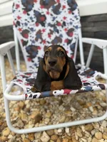 Rover, a male Basset Hound for sale in Alma, GA – 8 of 9