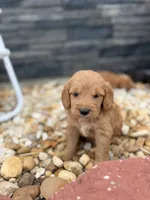 Harry, a male Miniature Goldendoodle for sale in Alma, GA – 3 of 4