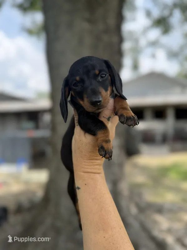 Mr Weiner  – Miniature Dachshund puppy for sale in Alma, GA