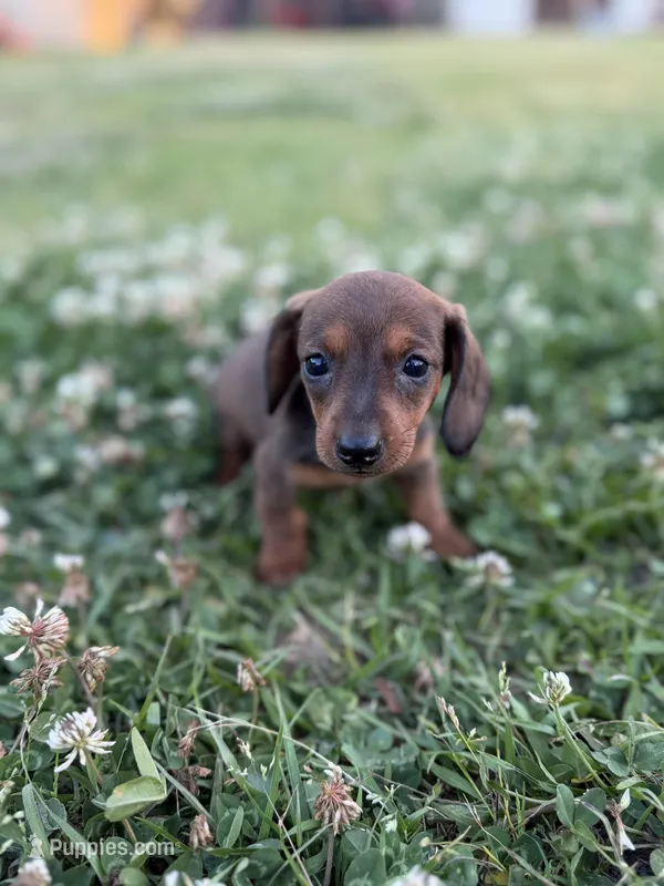 Daisy  – Miniature Dachshund puppy for sale in Alma, GA