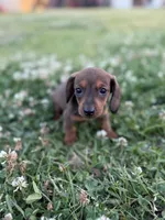 Daisy , a female Miniature Dachshund for sale in Alma, GA – Photo 1 of 5