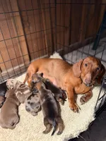 Daisy , a female Miniature Dachshund for sale in Alma, GA – Photo 5 of 5