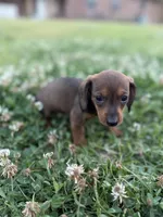 Daisy , a female Miniature Dachshund for sale in Alma, GA – Photo 2 of 5