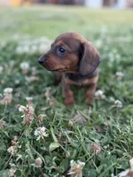 Daisy , a female Miniature Dachshund for sale in Alma, GA – Photo 3 of 5