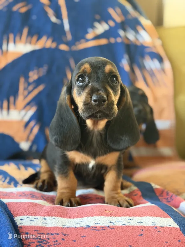Tootsie  – Basset Hound puppy for sale in Alma, GA