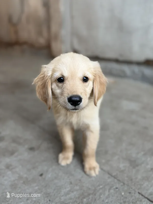 Wallen – Golden Retriever puppy for sale in Alma, GA