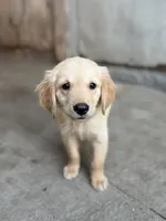 Wallen, a male Golden Retriever for sale in Alma, GA – 1 of 9