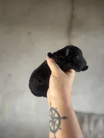 Smoke, a male Goldendoodle for sale in Alma, GA – Photo 4 of 10