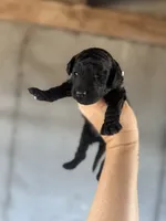 Smoke, a male Goldendoodle for sale in Alma, GA – Photo 7 of 10