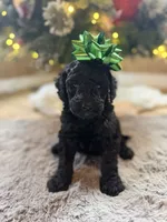 Smoke, a male Goldendoodle for sale in Alma, GA – Photo 1 of 10