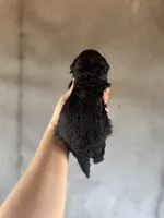 Smoke, a male Goldendoodle for sale in Alma, GA – Photo 8 of 10