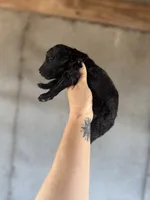 Smoke, a male Goldendoodle for sale in Alma, GA – Photo 6 of 10