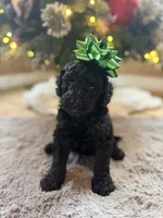 Smoke, a male Goldendoodle for sale in Alma, GA – Photo 10 of 10