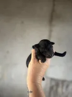 Smoke, a male Goldendoodle for sale in Alma, GA – Photo 5 of 10
