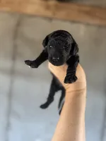 Smoke, a male Goldendoodle for sale in Alma, GA – Photo 3 of 10