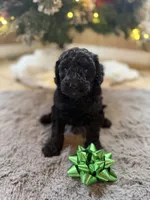 Smoke, a male Goldendoodle for sale in Alma, GA – Photo 9 of 10