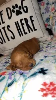 Lady, a female Miniature Goldendoodle for sale in Alma, GA – 2 of 5