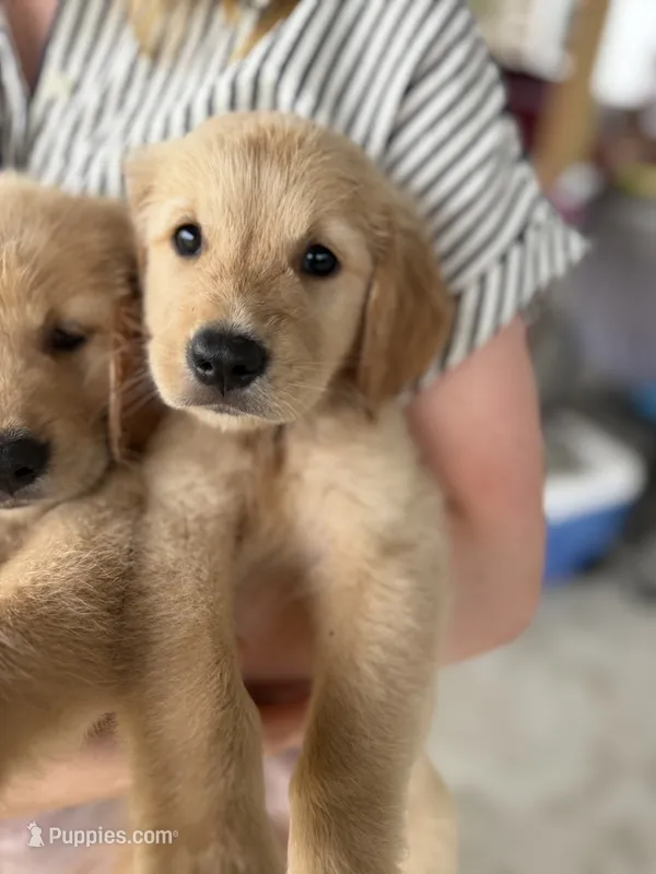 Peter – Golden Retriever puppy for sale in Alma, GA