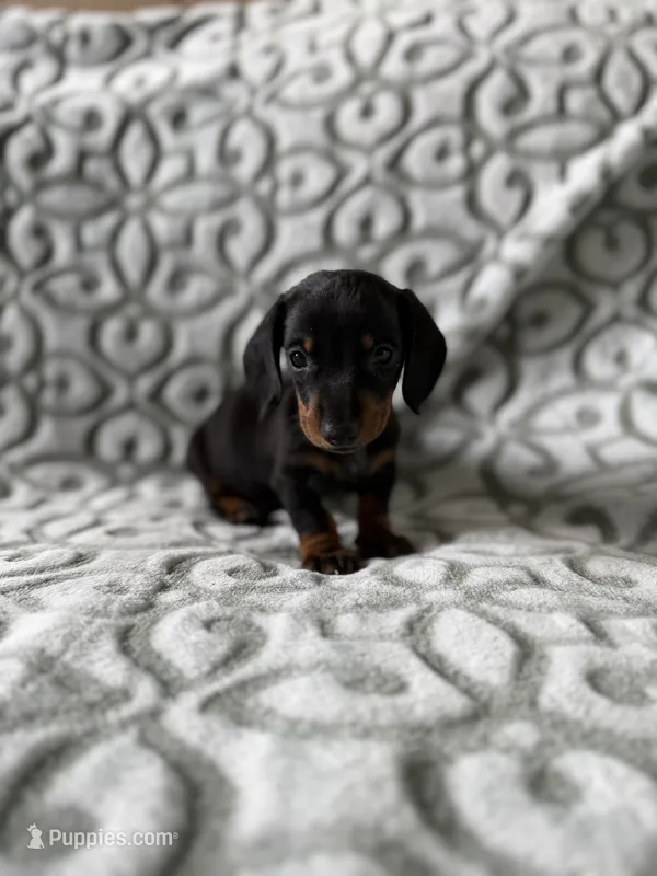 Mr Weiner  – Miniature Dachshund puppy for sale in Alma, GA