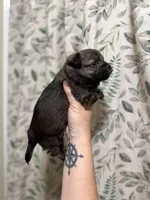 Bullet, a male Pomeranian for sale in Alma, GA – Photo 7 of 10