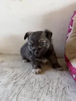 Bullet, a male Pomeranian for sale in Alma, GA – Photo 10 of 10