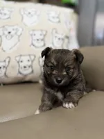 Bullet, a male Pomeranian for sale in Alma, GA – Photo 1 of 10