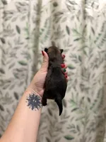 Bullet, a male Pomeranian for sale in Alma, GA – Photo 4 of 10