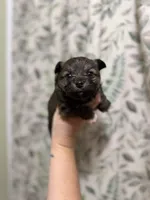 Bullet, a male Pomeranian for sale in Alma, GA – Photo 2 of 10