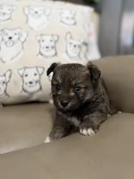 Bullet, a male Pomeranian for sale in Alma, GA – Photo 9 of 10