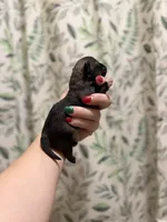 Bullet, a male Pomeranian for sale in Alma, GA – Photo 6 of 10