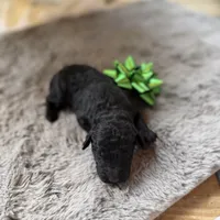 Duke, a male Miniature Goldendoodle for sale in Alma, GA – Photo 4 of 6