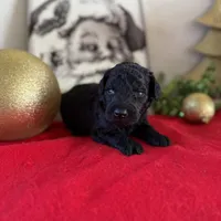 Duke, a male Miniature Goldendoodle for sale in Alma, GA – Photo 1 of 6