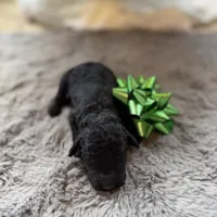 Duke, a male Miniature Goldendoodle for sale in Alma, GA – Photo 2 of 6