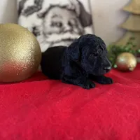 Duke, a male Miniature Goldendoodle for sale in Alma, GA – Photo 6 of 6