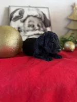 Duke, a male Miniature Goldendoodle for sale in Alma, GA – Photo 6 of 6