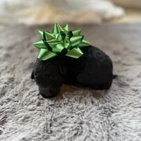 Duke, a male Miniature Goldendoodle for sale in Alma, GA – Photo 3 of 6