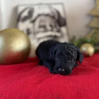 Duke, a male Miniature Goldendoodle for sale in Alma, GA – Photo 5 of 6