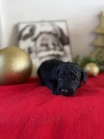 Duke, a male Miniature Goldendoodle for sale in Alma, GA – Photo 5 of 6