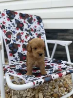 Freddy, a male Miniature Goldendoodle for sale in Alma, GA – 3 of 5