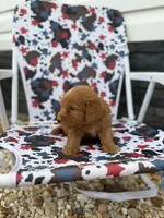Red, a male Miniature Goldendoodle for sale in Alma, GA – 4 of 6