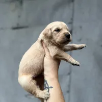 Cooper, a male Golden Retriever for sale in Alma, GA – Photo 5 of 6