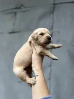 Cooper, a male Golden Retriever for sale in Alma, GA – Photo 5 of 6