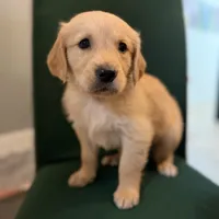 Cooper, a male Golden Retriever for sale in Alma, GA – Photo 1 of 6