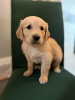 Cooper, a male Golden Retriever for sale in Alma, GA – Photo 1 of 6