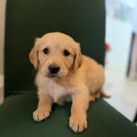 Cooper, a male Golden Retriever for sale in Alma, GA – Photo 6 of 6