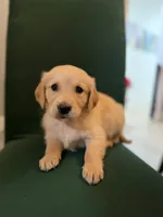 Cooper, a male Golden Retriever for sale in Alma, GA – Photo 6 of 6