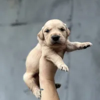 Cooper, a male Golden Retriever for sale in Alma, GA – Photo 4 of 6